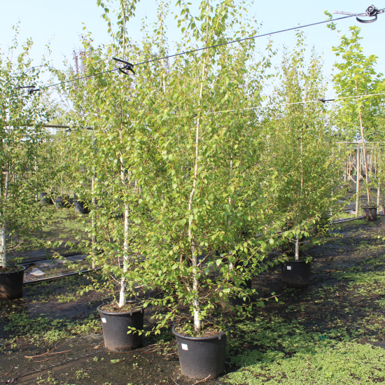 Bouleau de l'himalaya