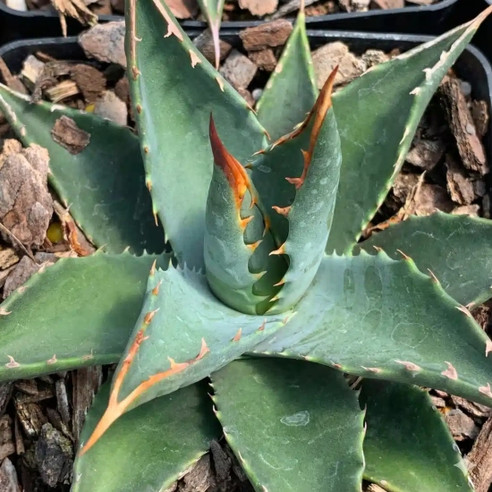 Agave  'Kaibabensis'