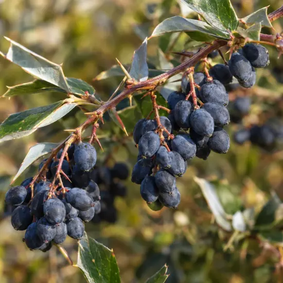 Vinettier de frikart 'Amstelveen' (Berberis × frikartii) — grappe de petits fruits bleu foncé sur rameau
