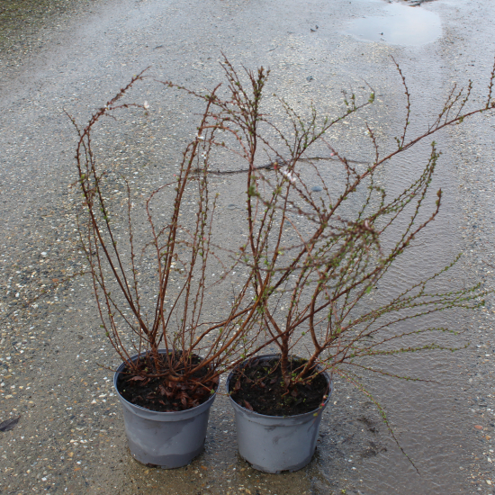 Spirée de printemps 'Fujino pink'