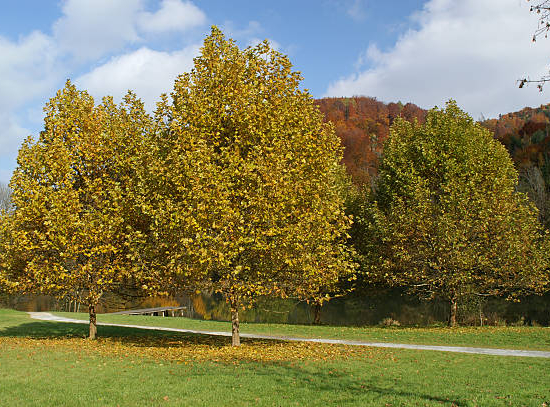 Hêtre commun 'Zlatia'