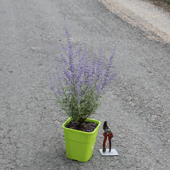 Sauge de sibérie 'Prime time'