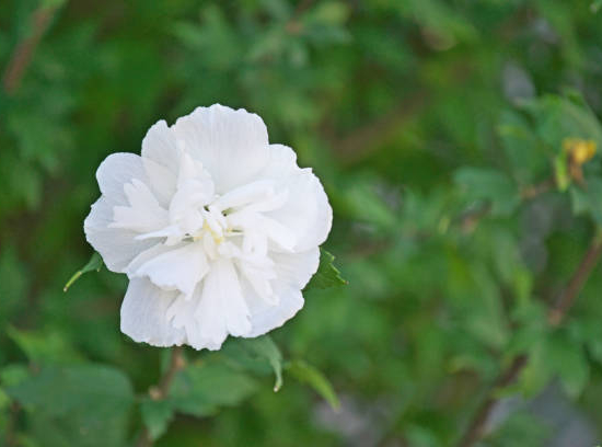 Althéa 'White chiffon'