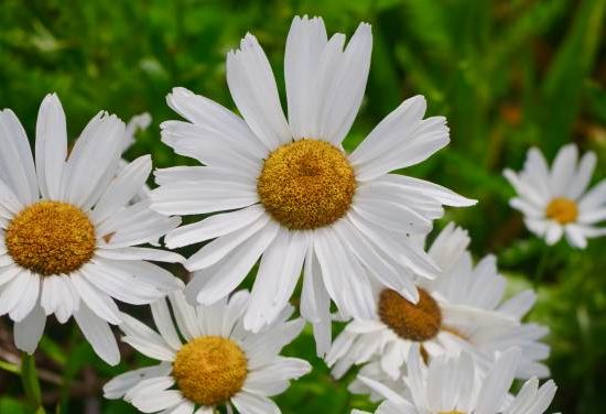 Marguerite 'Becky'