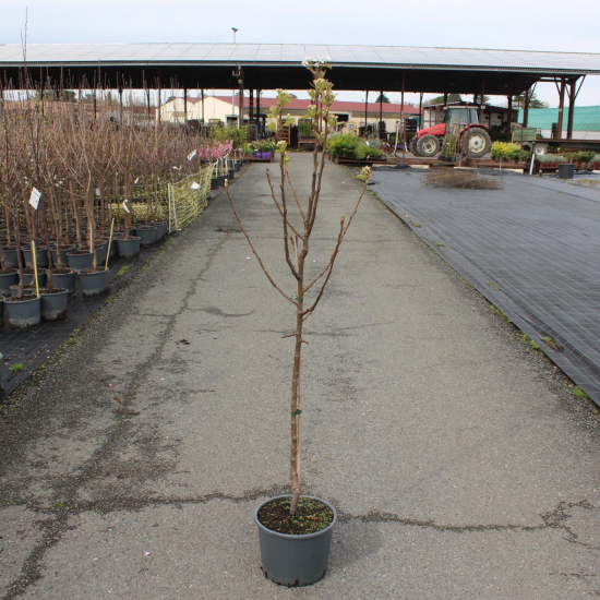 Poirier 'Louise bonne'