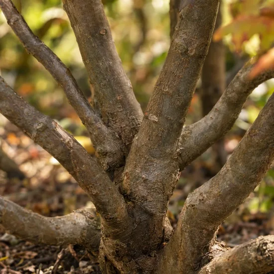 Érable du japon à feuilles d'aconit 'Vitifolium' (Acer japonicum) — base du tronc ramifié sur sol nu · Photo d'illustration