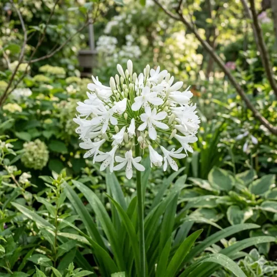 Agapanthe Africaine 'Blanche' (Agapanthus africanus) — ombelle de fleurs blanches au jardin