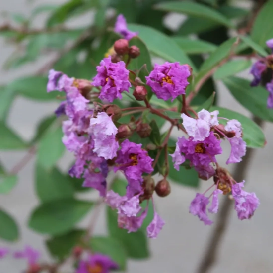 Lilas des indes 'Cordon bleu'