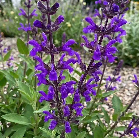 Sauge de graham 'Violette de loire'