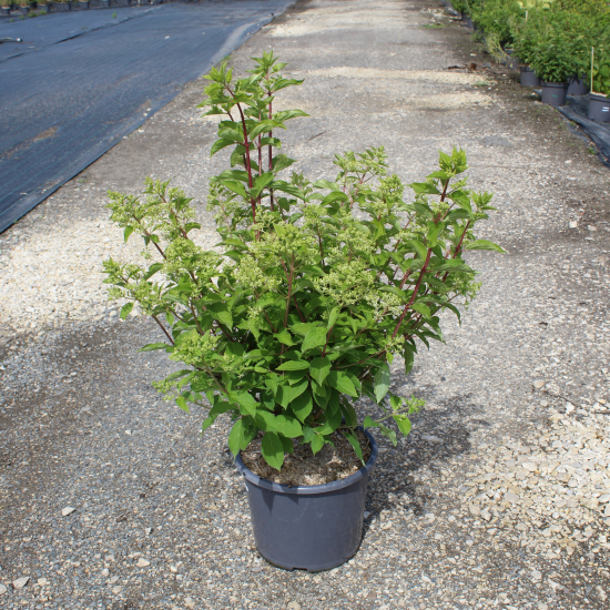 Hortensia paniculé 'Phantom'