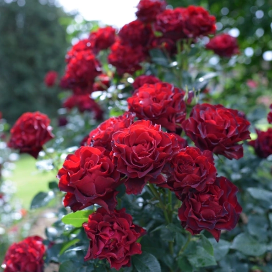 Rosier 'Hommage a barbara '