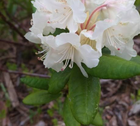 Azalée japonaise 'Ivory blanc'