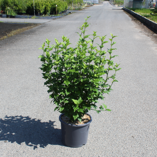 Althéa 'Woodbridge rge clair'