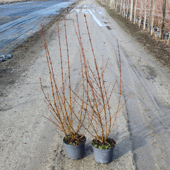 Forsythia 'Week end'