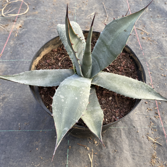 Agave havardiana