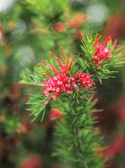 Grevillea 'New blood'