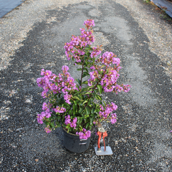 Lilas des indes 'Sweet lavender'