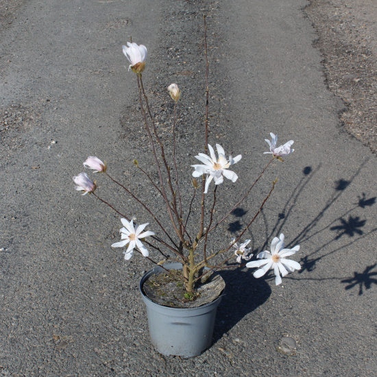 Magnolia étoilé