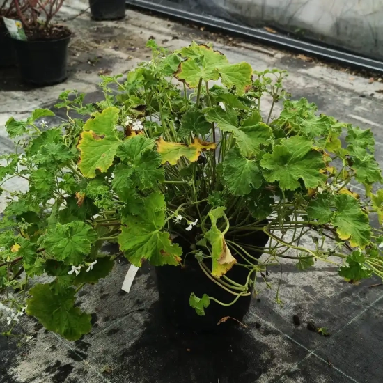 Géranium au parfum de pomme verte ' '