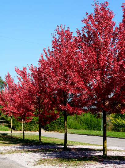 Charme commun 'Rock hampton red'