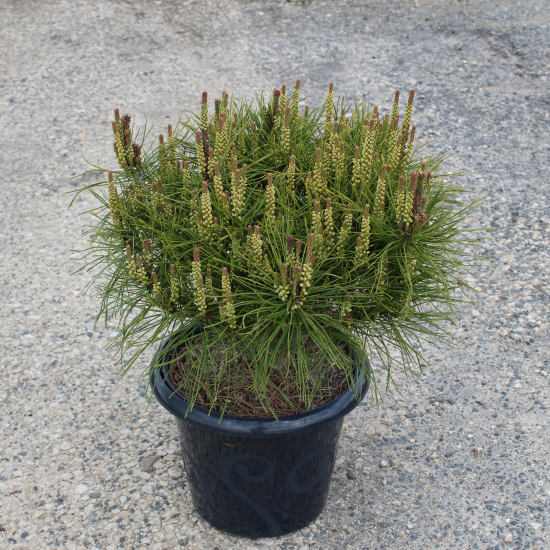 Pin rouge du japon 'Alice verkade'