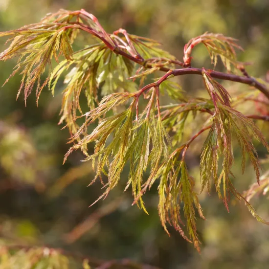 Érable du japon 'Scolopendrifolium' (Acer palmatum) — rameau avec feuillage finement découpé, gros plan · Photo d'illustration