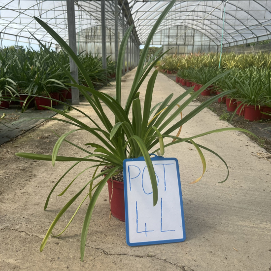 Agapanthe Africaine 'Bleu'