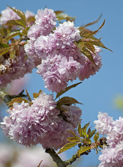 Cerisier du japon 'Kiku shidare zakura'
