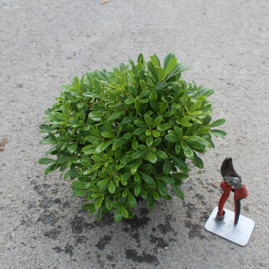 Pittosporum de chine 'Nana'