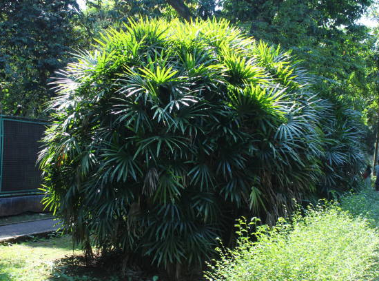 Palmier bambou