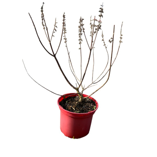 Arbre au poivre 'F latifolia'