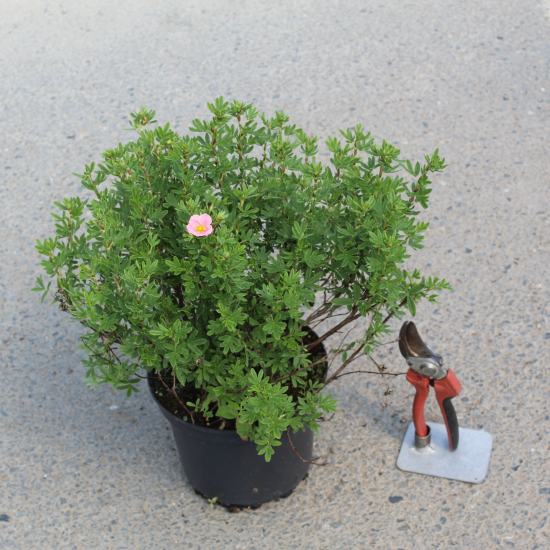 Potentille 'Lovely pink'