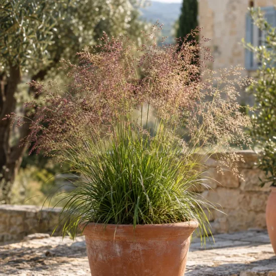 Eragrostis (Eragrostis spectabilis) — touffe de graminée vaporeuse en pot sur terrasse · Photo d'illustration