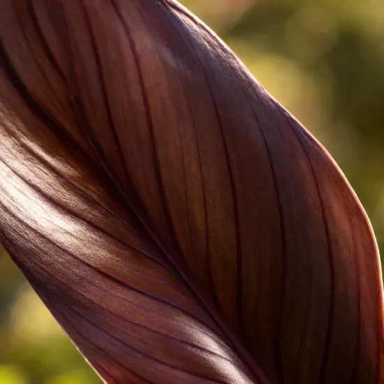 Canna — gros plan de large feuille nervurée · Photo d'illustration