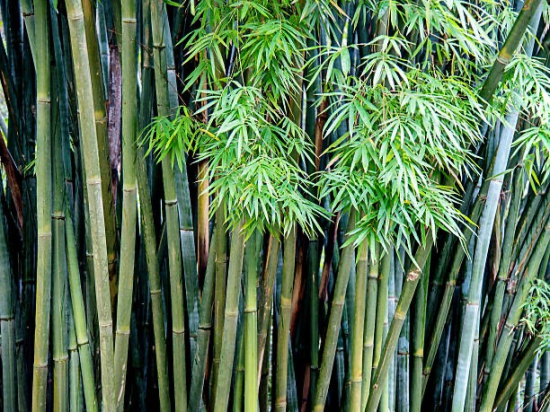 bambou flèche ou bambou métaké