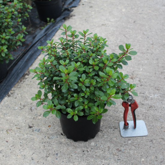 Escallonia 'Red dream'