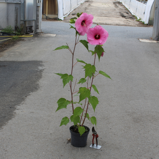 Hibiscus des marais 'Planet solene'