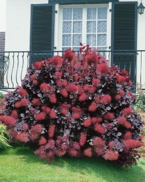 Arbre à perruque 'Royal purple'