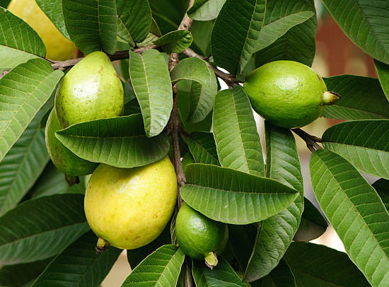 Goyavier citron