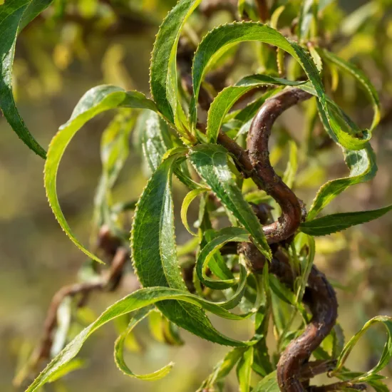 Saule tortueux chocolat 'Tortuosa chocolat' (Salix matsudana) — rameau tortueux avec feuilles vertes allongées · Photo d'illustration