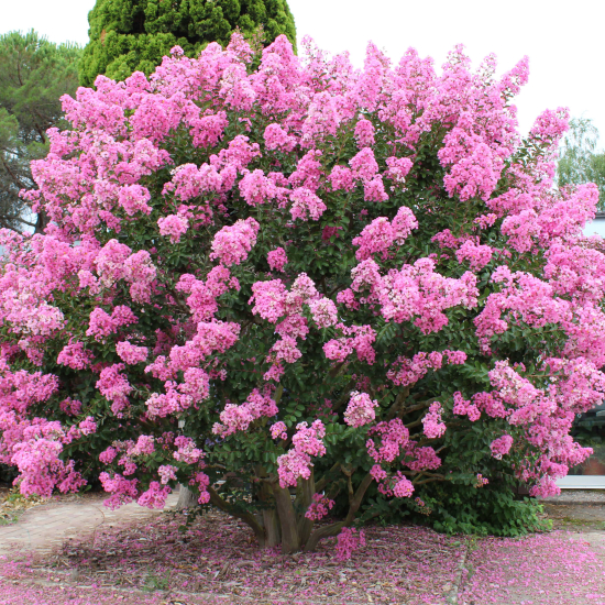 Lilas des indes 'Jacqueline desmartis'