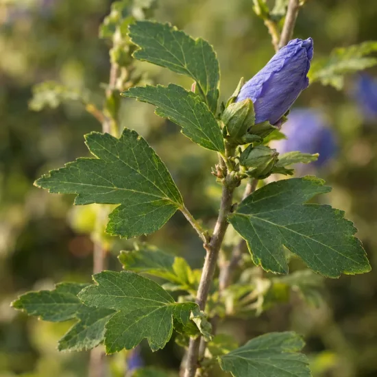 Althéa 'Super blue' (Hibiscus syriacus) — gros plan sur bouton floral bleu et feuillage · Photo d'illustration