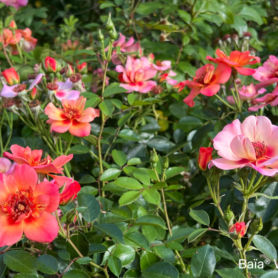 Rosier 'Baia '