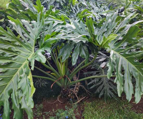 philodendron arbre