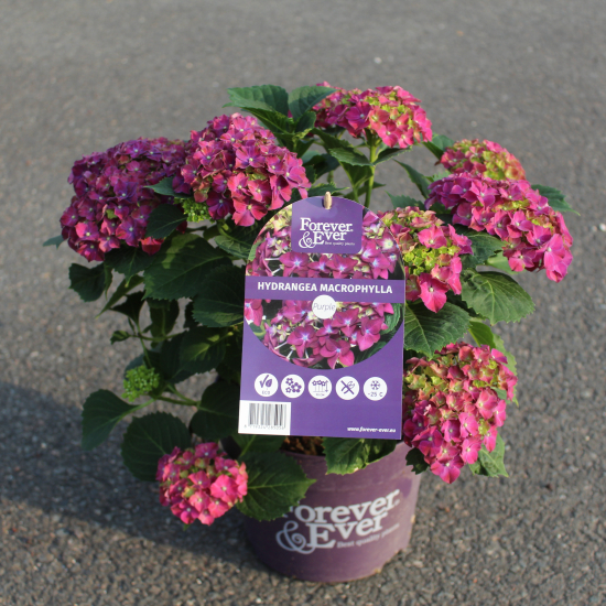 Hortensia 'Forever and ever purple'