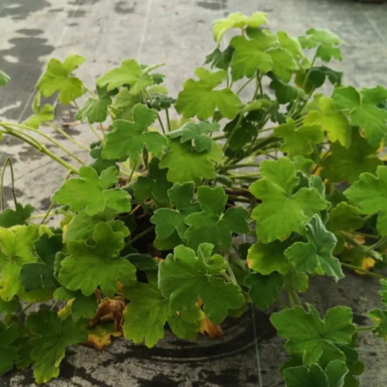 Géranium au parfum de menthe ' '