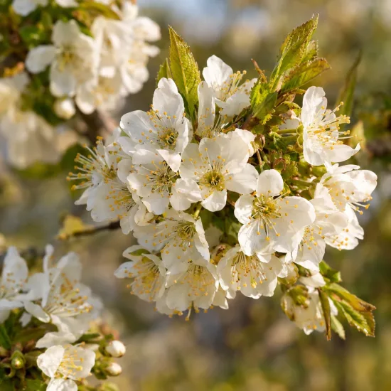 Cerisier 'Peloa' (Prunus avium) — grappes de fleurs blanches ouvertes sur branche · Photo d'illustration