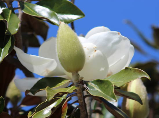 Magnolia de la galissonnière 'Galisson pyramide'
