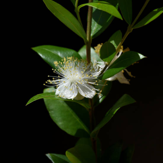 Myrte 'Tarentina'