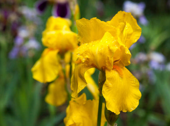 Iris d'allemagne 'Ola kala jaune'